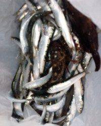 本日もイワシ★大★好★釣★　マリーナシティ釣り公園