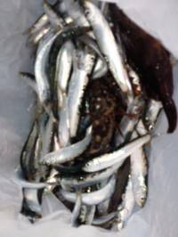 本日もイワシ★大★好★釣★　マリーナシティ釣り公園