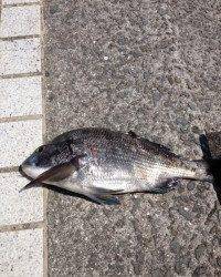 マリーナシティ海釣り公園、良型チヌつれました♪