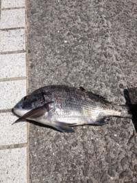マリーナシティ海釣り公園、良型チヌつれまし…