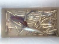 突堤部で紀州釣り、35cmのキビレとサビキでイワシ♪