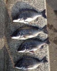 カゴ釣りでもナイスサイズ！マリーナシティでチヌ釣果