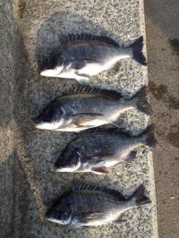 カゴ釣りでもナイスサイズ！マリーナシティで…