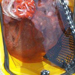 兵庫突堤でオクトパッシング、釣行時はタモ必須！？