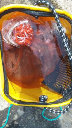 兵庫突堤でオクトパッシング、釣行時はタモ必…