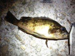 垂水漁港 中層狙いのメバリングでメバル3匹