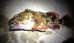 兵庫突堤でメバリング、メバル25cmをGet！