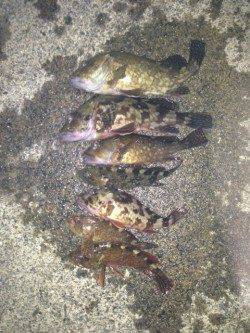 中紀ランガンメバリング、ガシラ活性よし！