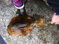 衣奈漁港 エギングで初のキロアップ！ 中層でヒット