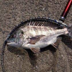 マリーナシティ海釣り公園、いいチヌ釣れました！