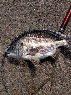 マリーナシティ海釣り公園、いいチヌ釣れました！