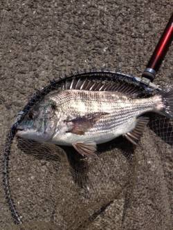 マリーナシティ海釣り公園、いいチヌ釣れまし…