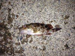 小島、ボトムデッドスローで期待通り、ガシラＧＥＴ！