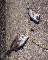 紀州釣りでチヌの釣果も♪ in マリーナシティ海釣り公園