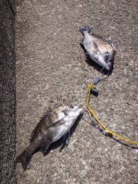 紀州釣りでチヌの釣果も♪ in マリーナシ…