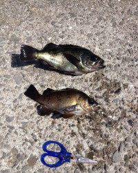 メバル用サビキでイワシにメバルの釣果☆マリーナ海釣り公園で