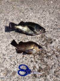 メバル用サビキでイワシにメバルの釣果☆マリ…