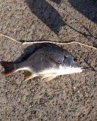 突堤部で紀州釣り、35cmのキビレとサビキでイワシ♪