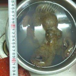 兵庫突堤でオクトパッシング、釣行時はタモ必須！？