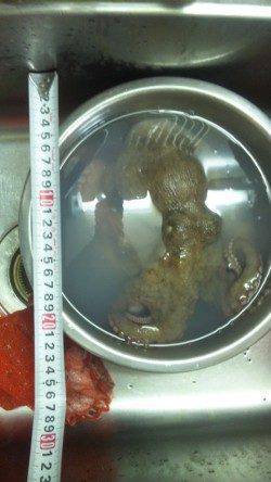 兵庫突堤でオクトパッシング、釣行時はタモ必須！？