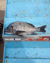 マリーナシティ海釣り公園 フカセ＆紀州釣りでチヌ