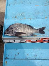 マリーナシティ海釣り公園 フカセ＆紀州釣り…