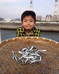 マリーナシティ海釣り公園 サビキのイワシ今日も好調