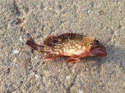 小島、ボトムデッドスローで期待通り、ガシラＧＥＴ！