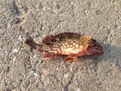 小島、ボトムデッドスローで期待通り、ガシラ…