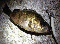 垂水漁港 中層狙いのメバリングでメバル3匹