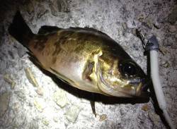 垂水漁港 中層狙いのメバリングでメバル3匹…