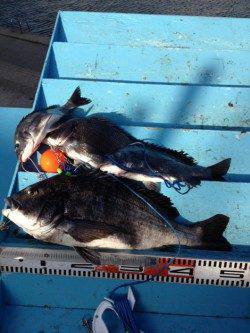 マリーナシティ海釣り公園 紀州釣りでチヌ4尾