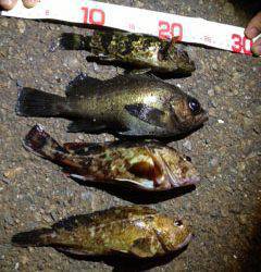 兵庫突堤でメバリング、メバル25cmをGet！