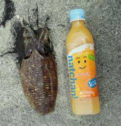 東白浜 夕方のエギングでアオリイカ＆コウイカ