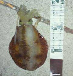 東白浜 夕方のエギングでアオリイカ＆コウイカ