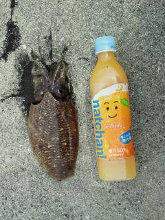 東白浜 夕方のエギングでアオリイカ＆コウイカ