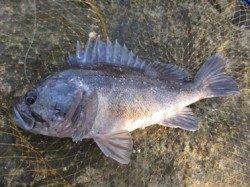 マゴチ狙い、クロソイが超高活性でした。