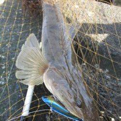 マゴチ狙い、クロソイが超高活性でした。