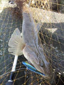 マゴチ狙い、クロソイが超高活性でした。