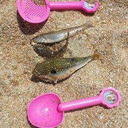 須磨海岸、キスが釣れ出しました！