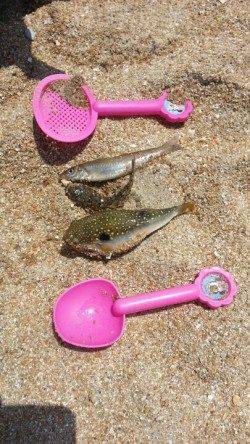 須磨海岸、キスが釣れ出しました！