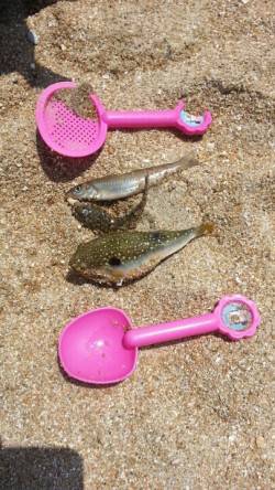 須磨海岸、キスが釣れ出しました！