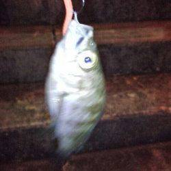 垂水でメバリング、レギュラーサイズゲット！