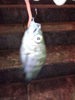 垂水でメバリング、レギュラーサイズゲット！…