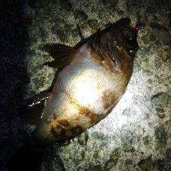 垂水でメバリング、レギュラーサイズゲット！