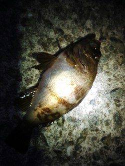 垂水でメバリング、レギュラーサイズゲット！