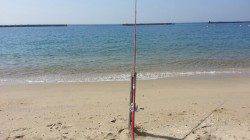 須磨海岸、キスが釣れ出しました！