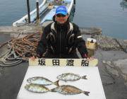 黒島の磯 ウキ釣りのアイゴ継続中