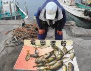 黒島の磯 ウキ釣りのアイゴ継続中