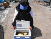 黒島の磯 ウキ釣りでアイゴ50匹